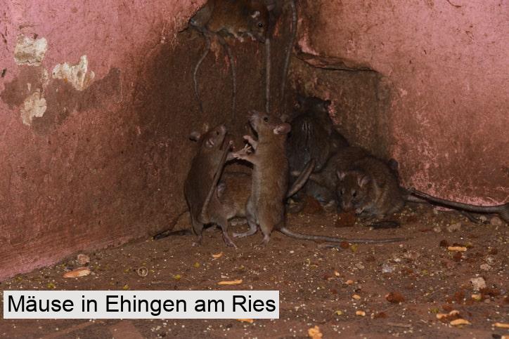 Mäuse in Ehingen am Ries